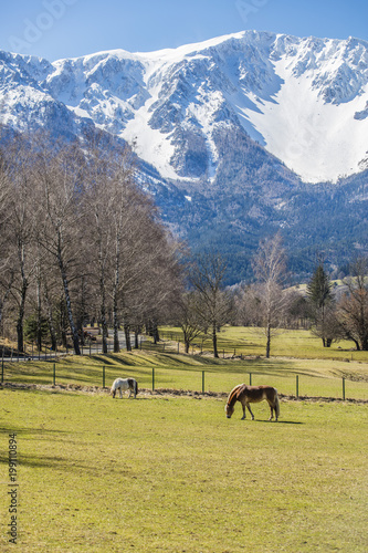 Idyllic landscape in the Alps with fresh green meadows and horses . snowcapped mountain tops in the background