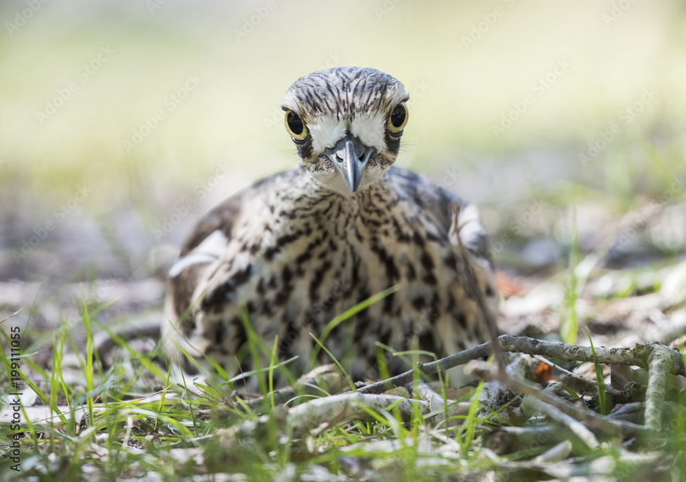 Australian Curlew Bird looking intently at camera Australian Curlew Bird looking intently at camera