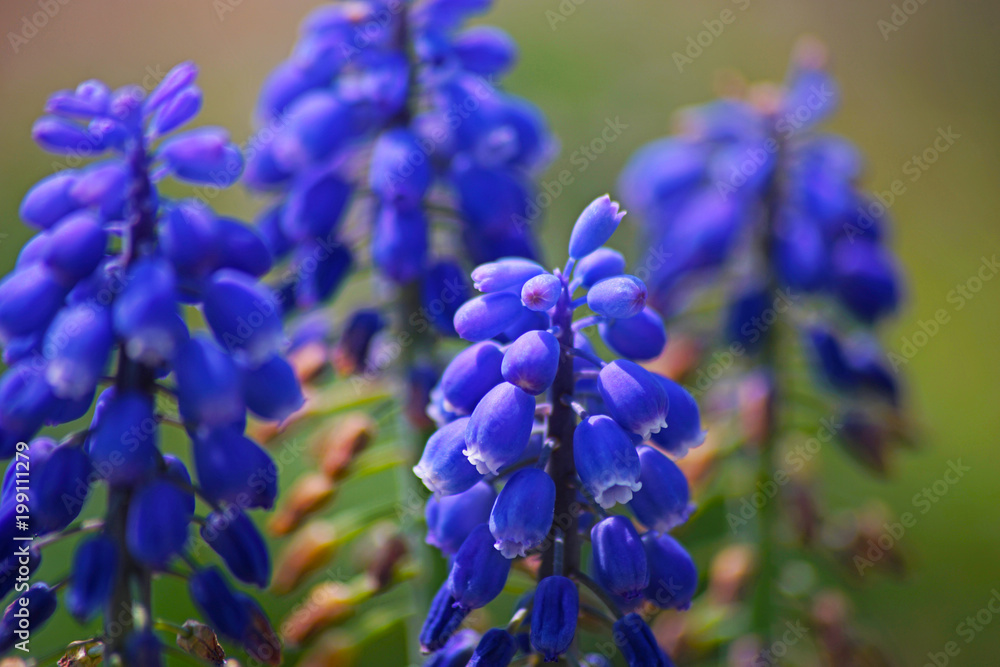 ムスカリの花のクローズアップ ムスカリの花のクローズアップ