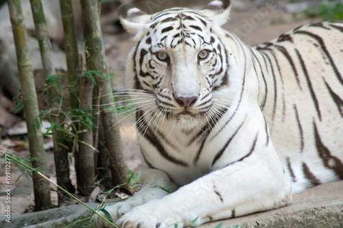 Fototapeta Naklejka Na Ścianę i Meble -  close up White tiger in jungle