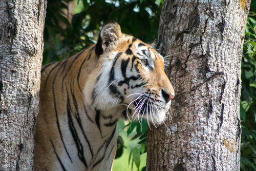 Fototapeta Naklejka Na Ścianę i Meble -  close up tiger near river