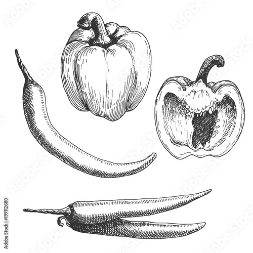 Pepper set hand drawn sketch, hatching ink vintage monochrome illustration with draft etching texture effect, isolated on white background. Vector design.