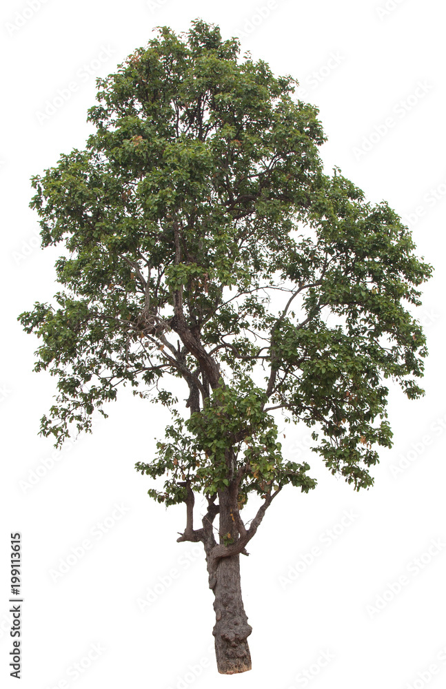 Obraz premium isolate tree with white background