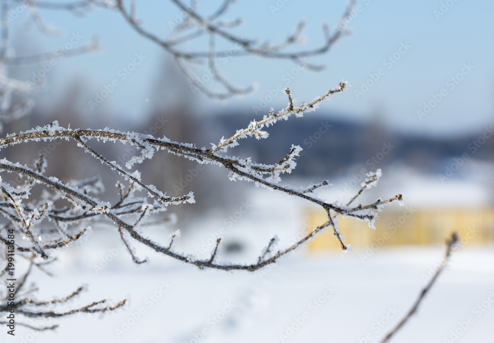 Frosty tree branches on a sunny winter day. Frosty tree branches on a sunny winter day.