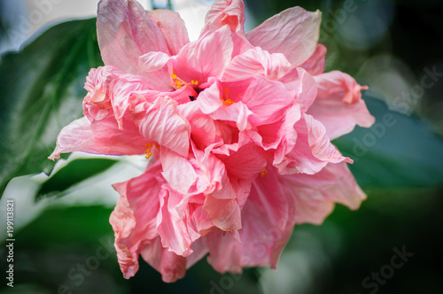 Close up. Pink hibiscus flowers with lot of petals on a natural background. photo