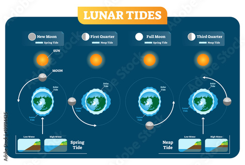 Lunar and Solar tides vector illustration diagram poster. Spring and Neap tide. photo