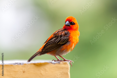 A small red local bird on the Seychelles