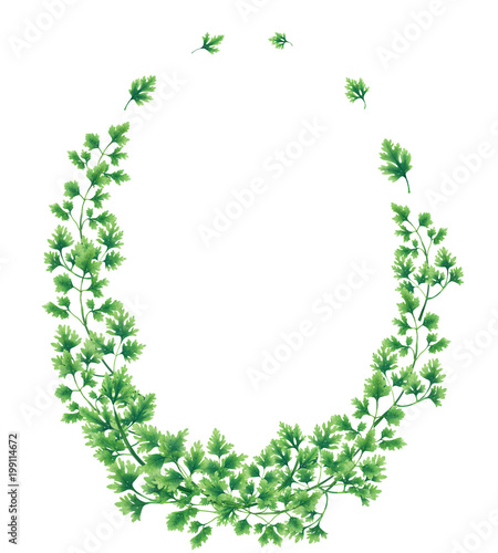 Oval wreath of parsley leaves and branches isolated on white background.