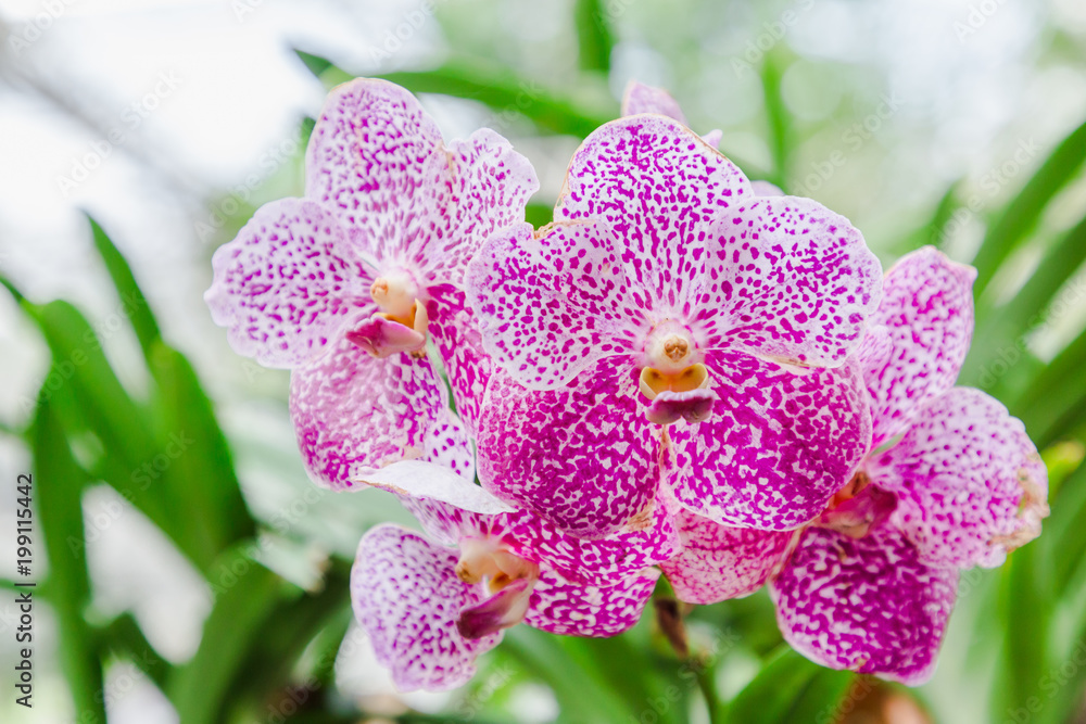 Orchid flower in garden at winter or spring day for postcard beauty and agriculture idea concept design. Vanda Orchid. Orchid flower in garden at winter or spring day for postcard beauty and agriculture idea concept design. Vanda Orchid.