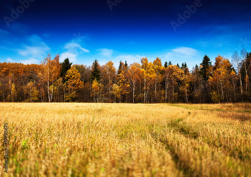Vivid autumn forest landscape background
