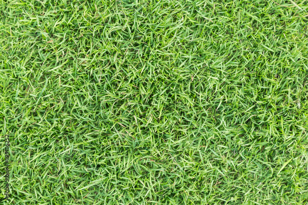 Grass field texture for golf course, soccer field or sports background concept design. Natural grass. Grass field texture for golf course, soccer field or sports background concept design. Natural grass.