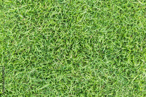 Grass field texture for golf course, soccer field or sports background concept design. Natural grass.