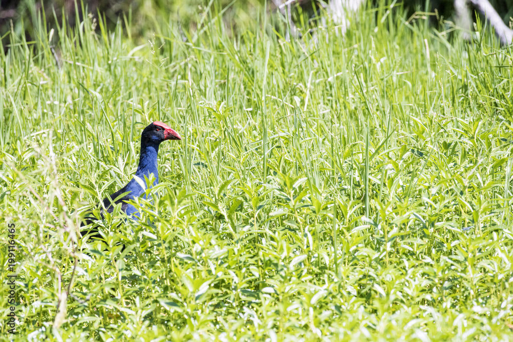 Hidden Swamphen walking in the marsh Hidden Swamphen walking in the marsh