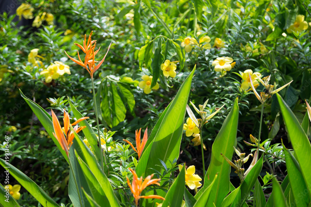 Obraz premium Local exotic flowers very colorfull and beautiful