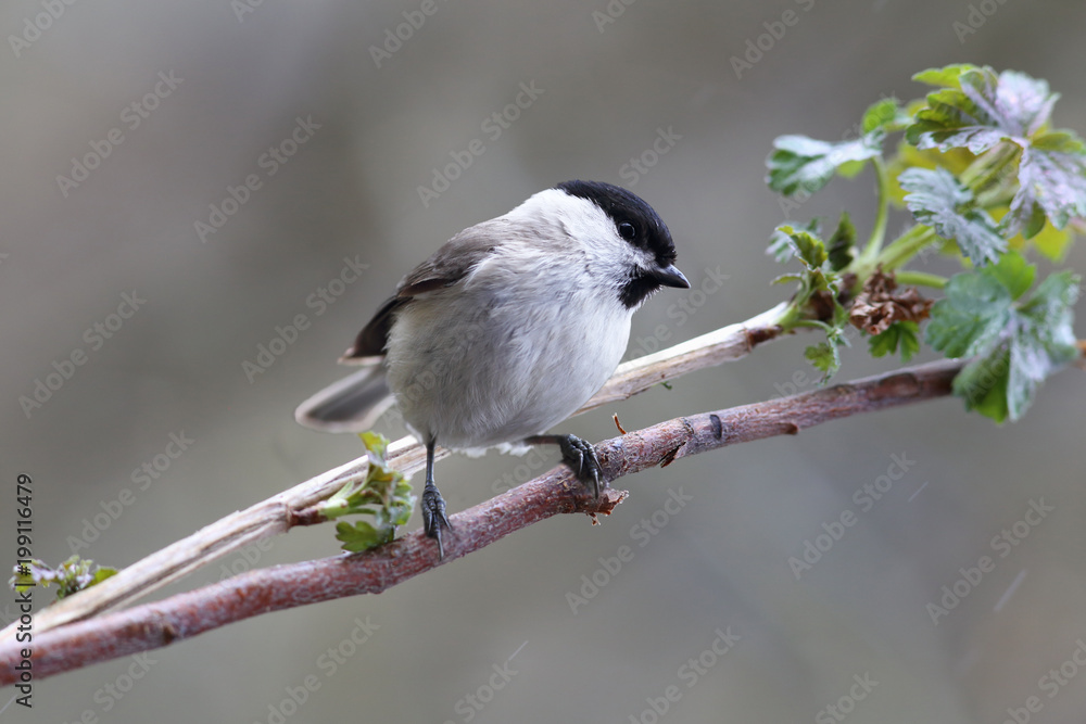 Naklejka premium Chickadee on spring on the branch with green leaves ....