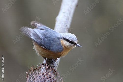 Nuthatch, who landed on a branch, assumes a stable position ....