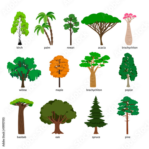 Vector trees. Forest tree set with titles, birch and oak, pine and baobab, acacia and spruce vector