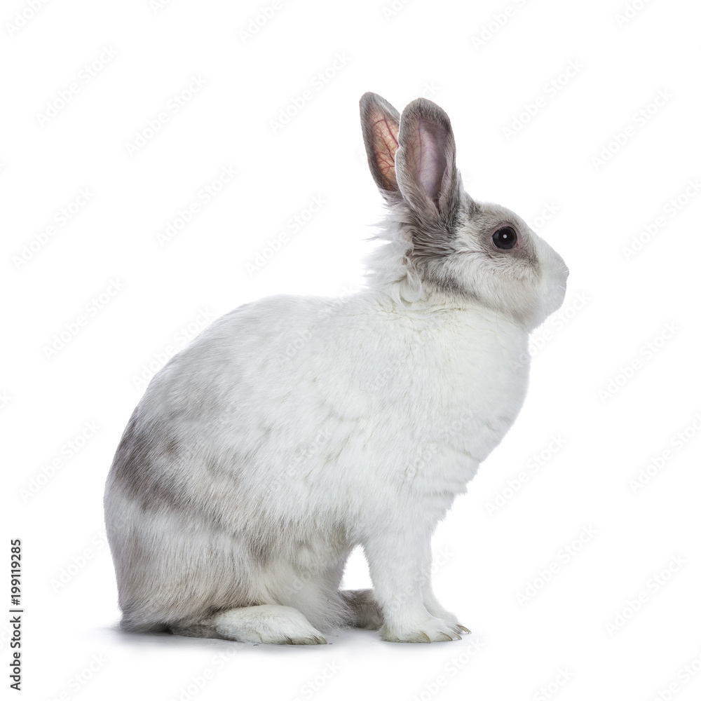 Obraz premium Cute white with grey shorthair bunny sitting side ways isolated on white background looking to the side