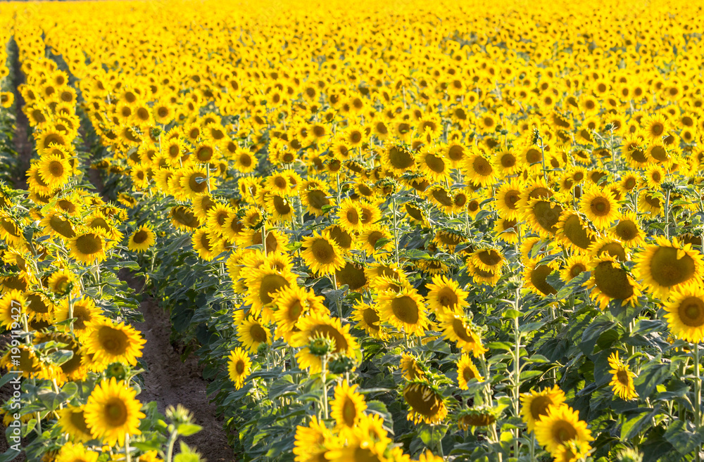 Obraz premium Big sunflower field