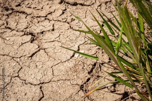 Cracks the drought in Spain's dry fields. Mud barren.