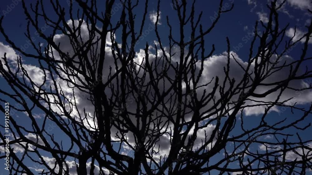 clouds moving quickly across the sky behind the branches clouds moving quickly across the sky behind the branches