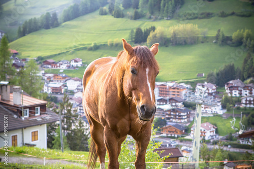 Brown horse on the meadow photo