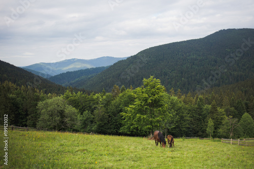 Beautiful family of brown horses standing in green grassy meadow with huge trees and mountain hills in background. Little baby foal stands near its mother and eats fresh grass. Horizontal photography.