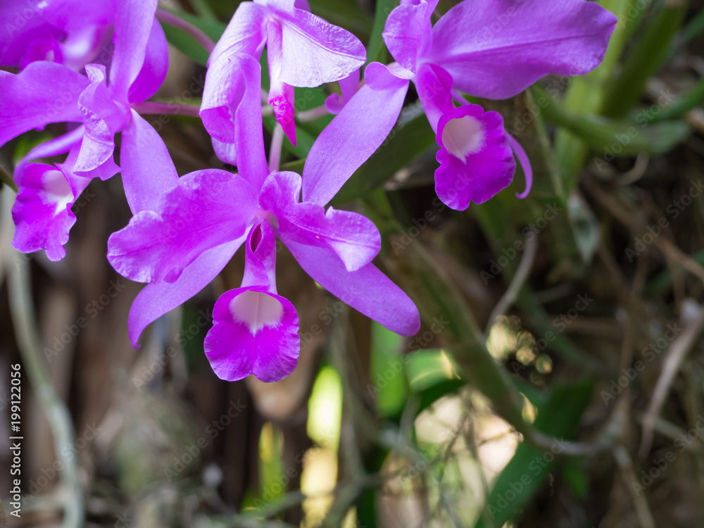 Closeup of beautiful purple orchids.