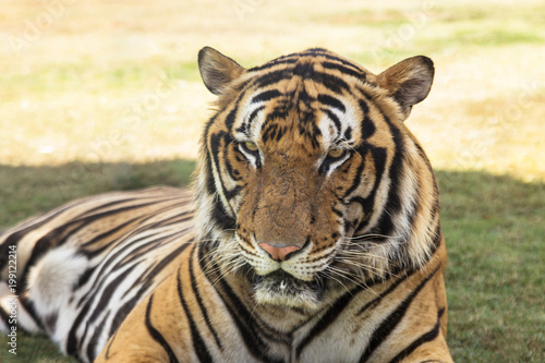 Fototapeta Naklejka Na Ścianę i Meble -  Tiger in the zoo