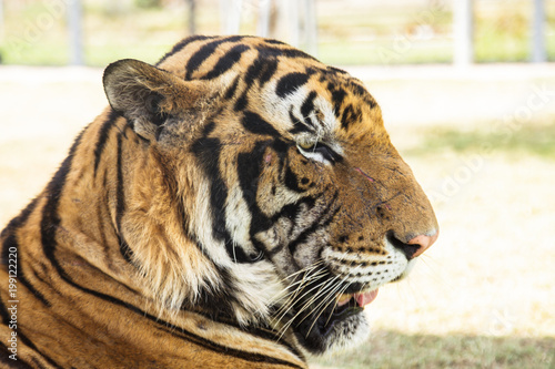 Fototapeta Naklejka Na Ścianę i Meble -  Tiger in the zoo