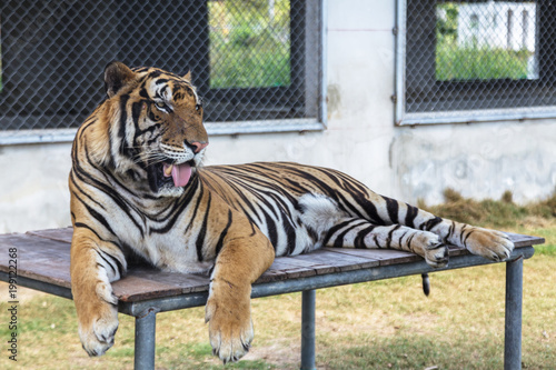 Fototapeta Naklejka Na Ścianę i Meble -  Tiger in the zoo
