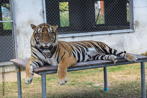 Fototapeta Naklejka Na Ścianę i Meble -  Tiger in the zoo