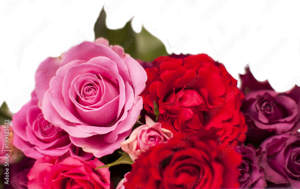 Beautiful pink and red roses.