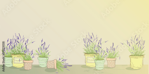 Fototapeta Naklejka Na Ścianę i Meble -  Lavender in pots. Garden flowers in the style of Provence. Medicinal flowers. Mountain flowers are lilac.
