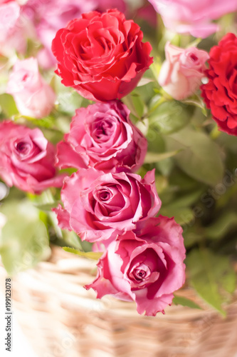 Beautiful pink and red roses.