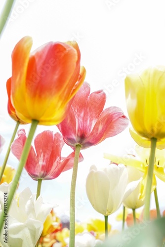 Looking up at the tulips 