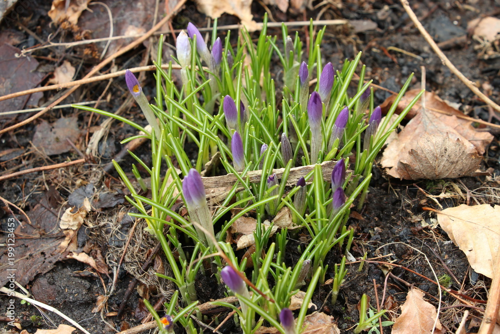 Crocus flower (Crocus vernus) grows up among leaves in spring Crocus flower (Crocus vernus) grows up among leaves in spring