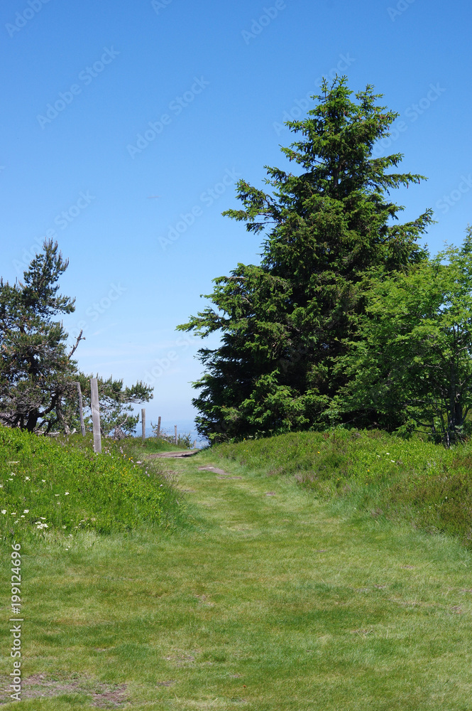 Fototapeta premium chemin dans le parc naturel du Pilat, loire