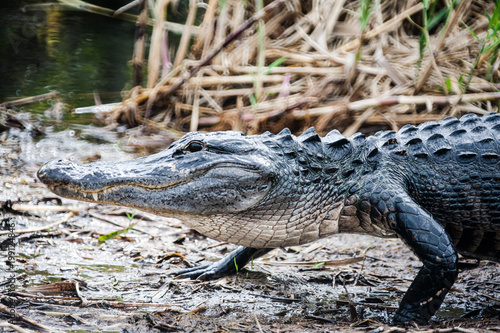 Alligator on Everglades National Park
