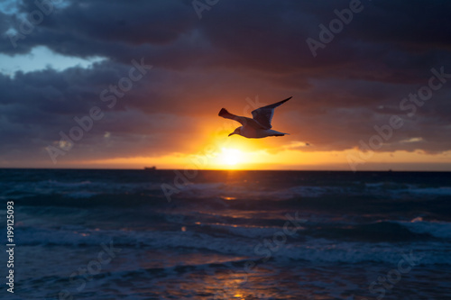 Seagull on Miami beach sunrise - Miami Beach, March 2017