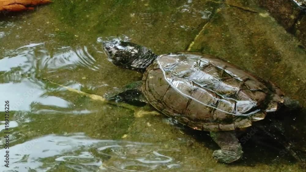 Turtle in the pond of Seminario Park, Guayaquil, Ecuador Turtle in the pond of Seminario Park, Guayaquil, Ecuador