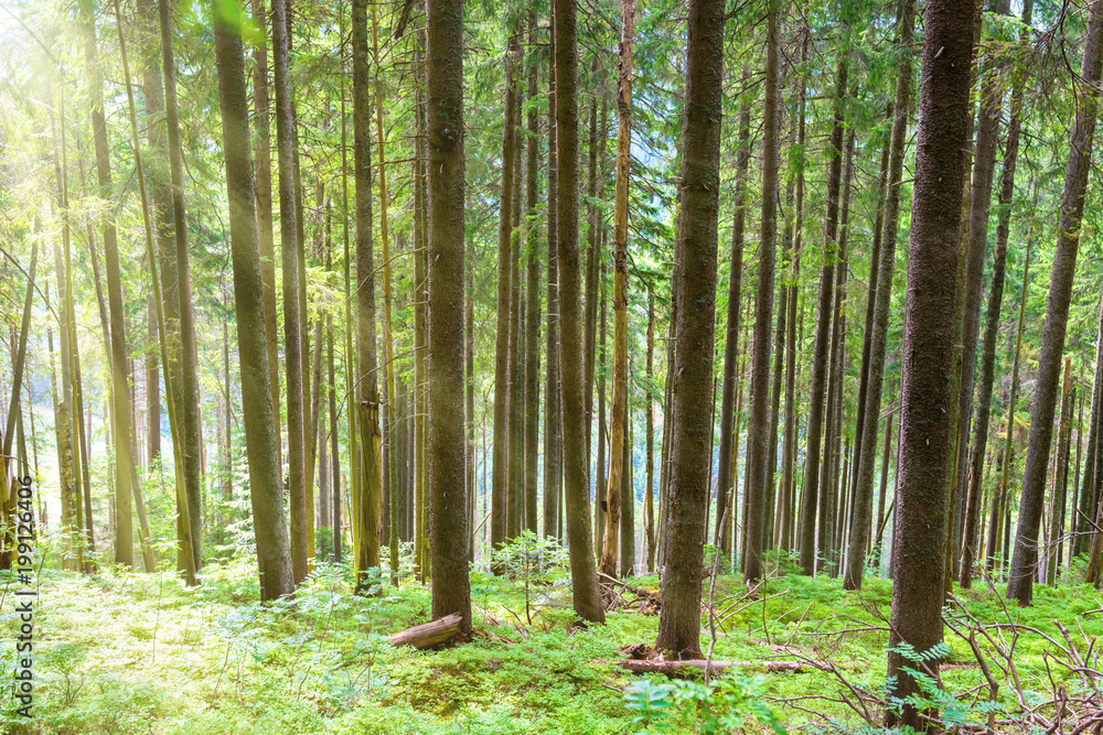 Fototapeta premium Morning in green spring forest with pine trees