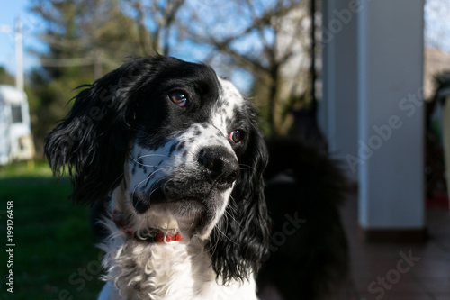 Setter Llewellin photo