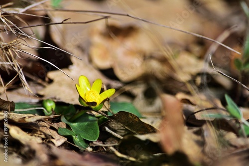 Fototapeta Naklejka Na Ścianę i Meble -  Sumpfdotterblume (Caltha palustris)