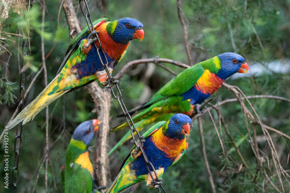Naklejka premium bright coloured parrots in a tree