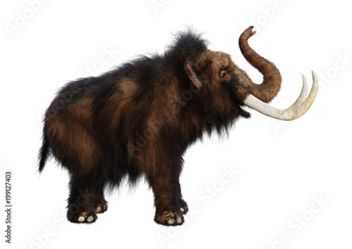 3D Rendering Woolly Mammoth on White