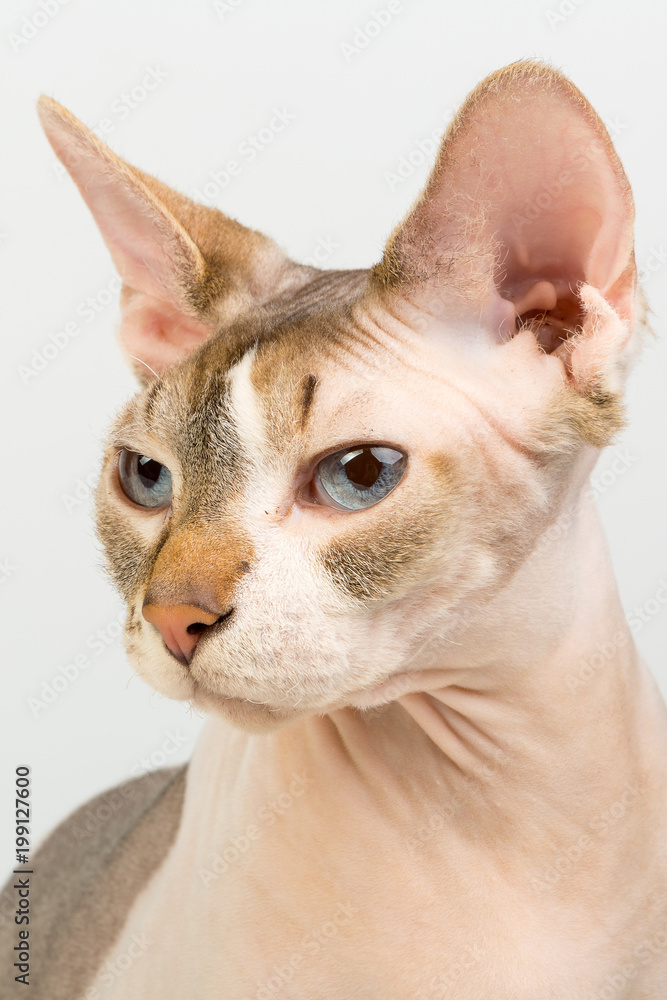 Male bold sphinx cat with blue eyes close studio portrait