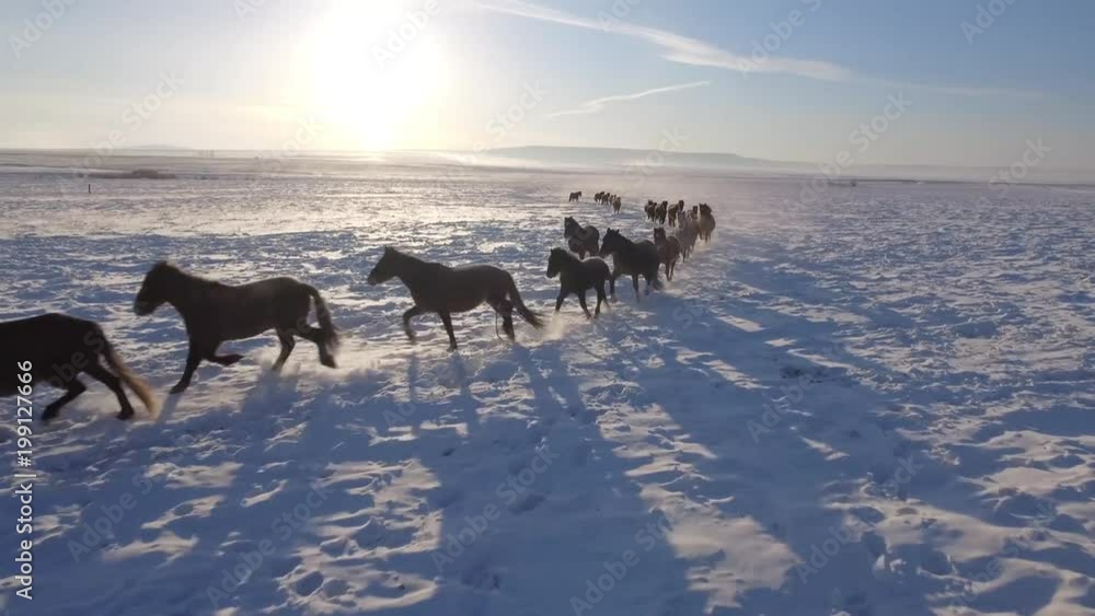 Approach Herd horses speed run along snowfield field snow leader Freedom pasture animal Warm Cinematic orange suset. Winter frost cold. Buryatia Mongolia Russia. Happiness power. Blue sky. Aerial Approach Herd horses speed run along snowfield field snow leader Freedom pasture animal Warm Cinematic orange suset. Winter frost cold. Buryatia Mongolia Russia. Happiness power. Blue sky. Aerial
