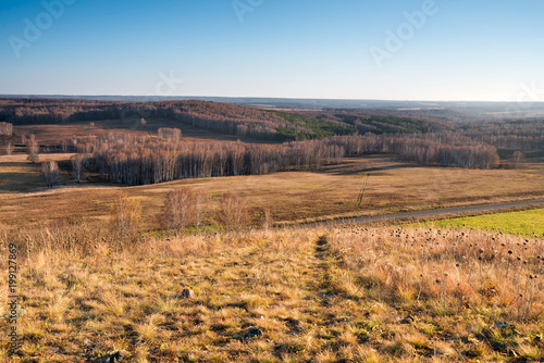 Golden field in siberia