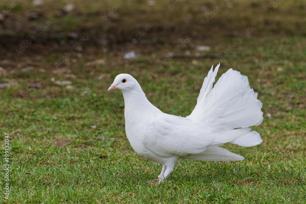 Beautiful white pigeon on the grass background Beautiful white pigeon on the grass background